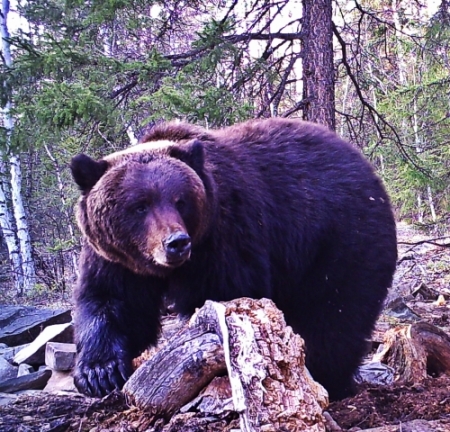 В гости к сибирским медведям